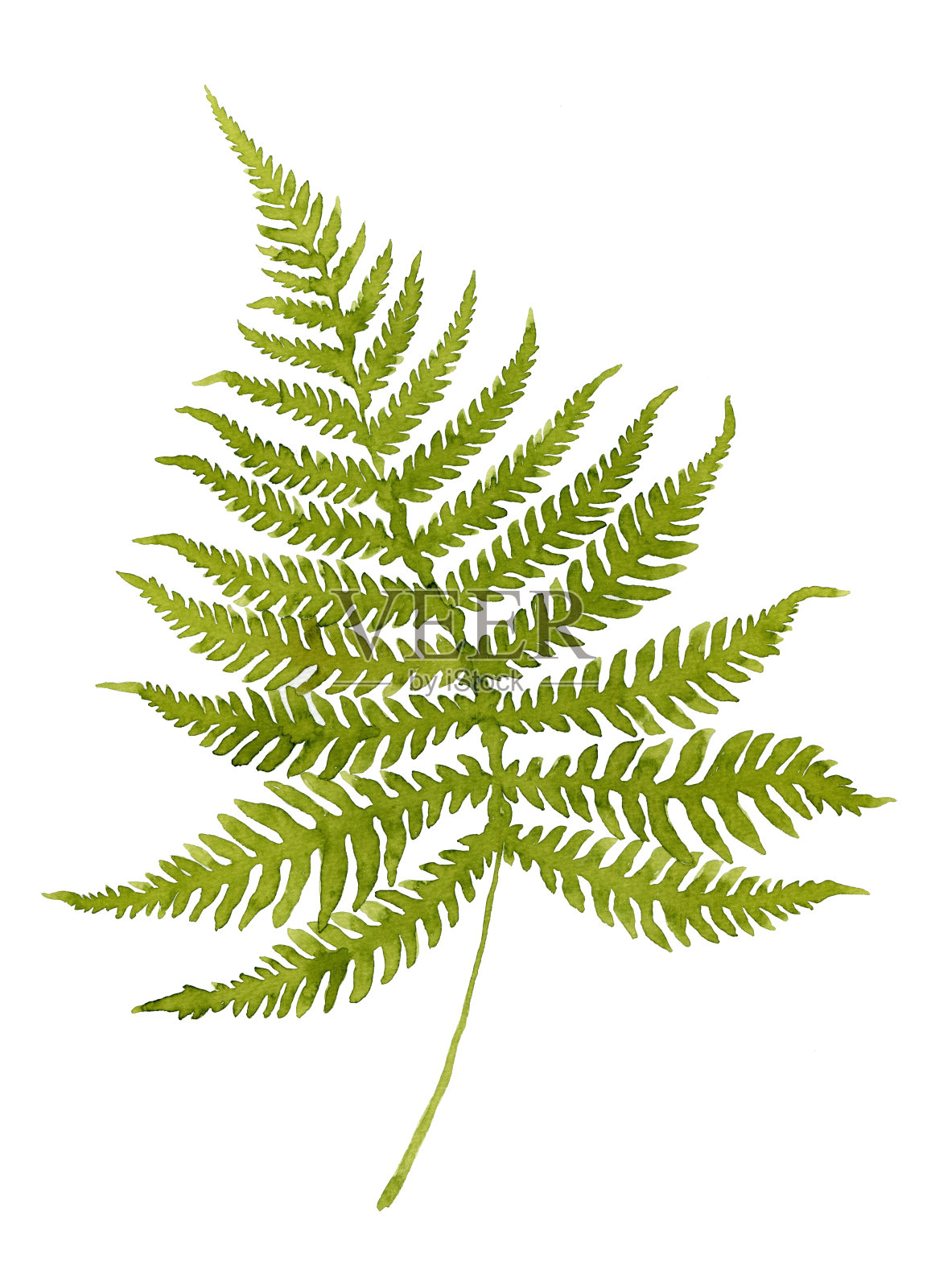 绿色水彩蕨枝。设计元素图片