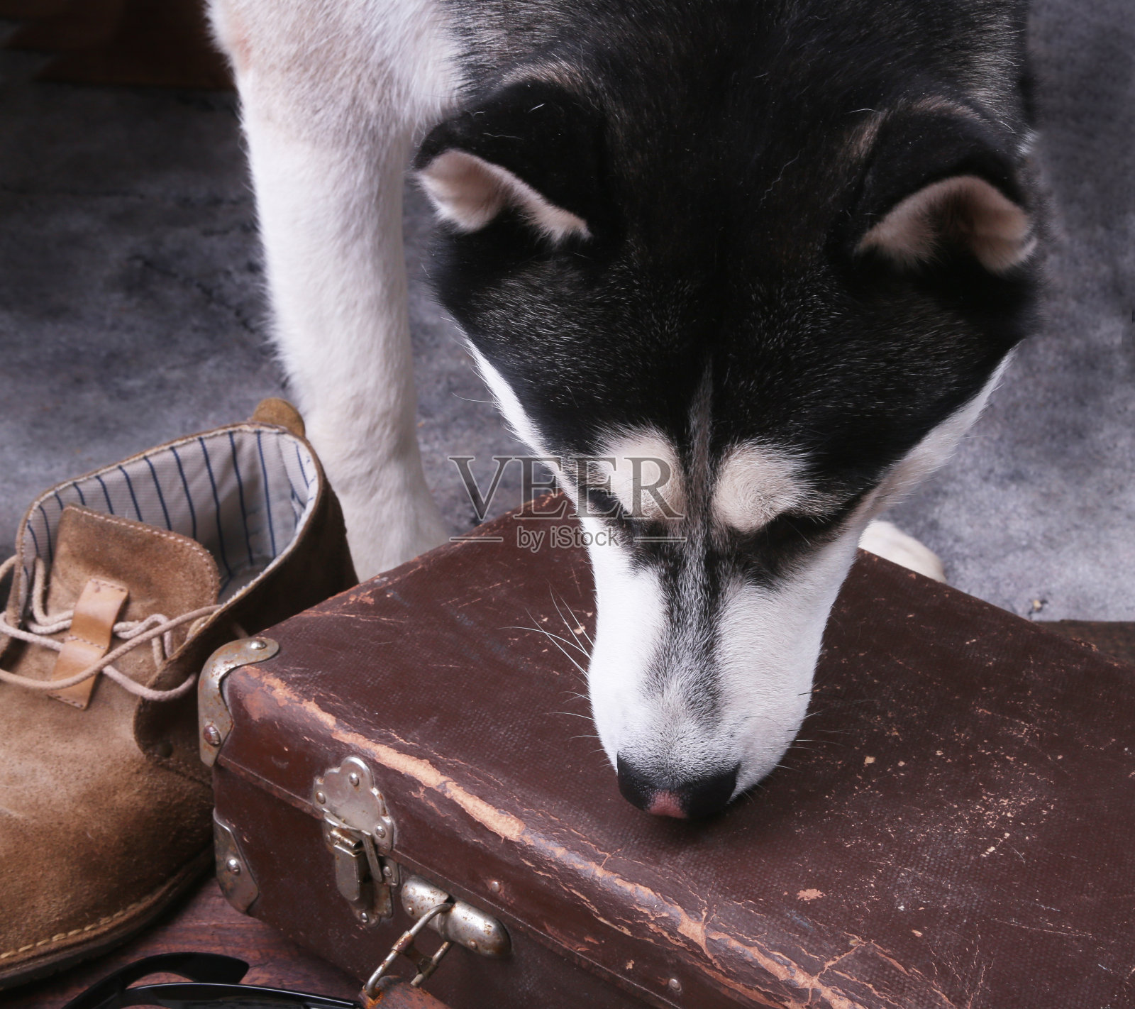 狗嗅出行李中的毒品或炸弹。照片摄影图片