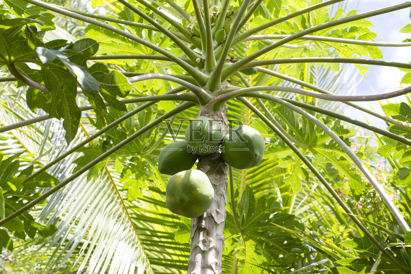 绿色木瓜树，印度尼西亚巴厘岛的有机农场照片摄影图片