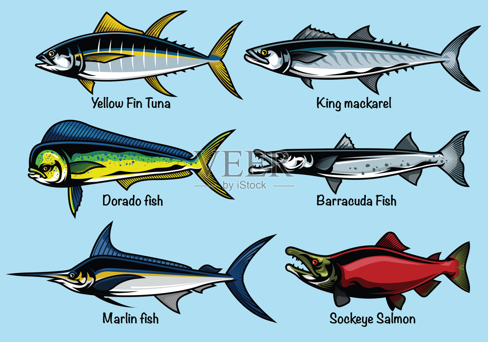 一套彩色鱼插图插画图片素材