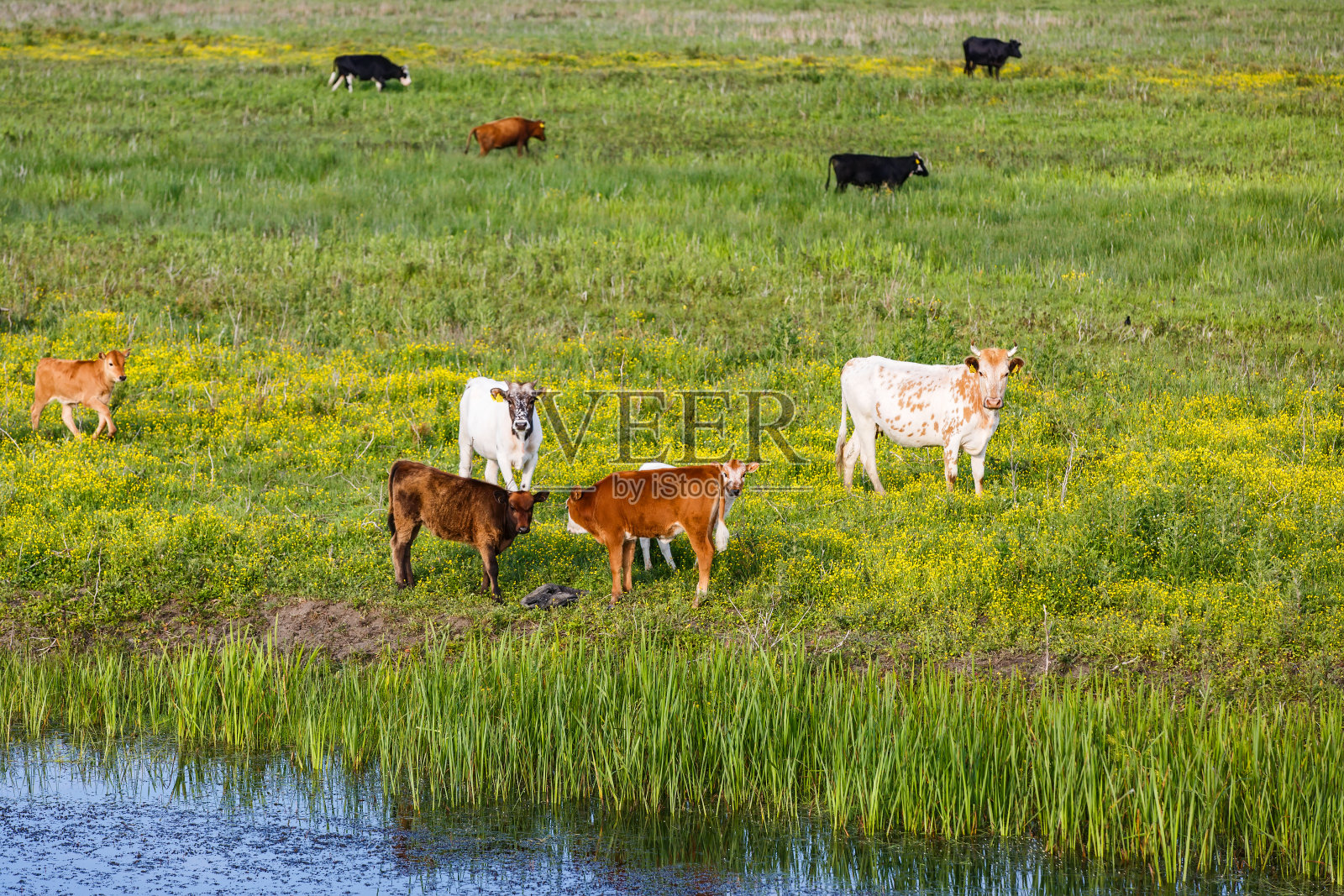 草地上的牛群照片摄影图片
