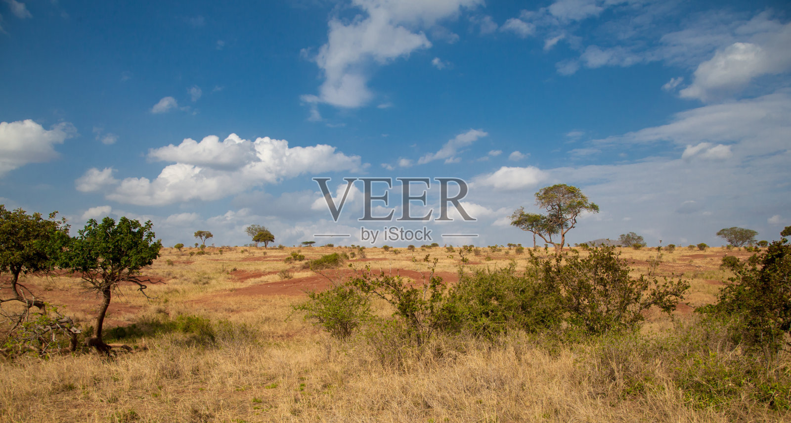 在肯尼亚的景观，草原和一些树木和蓝天与云照片摄影图片