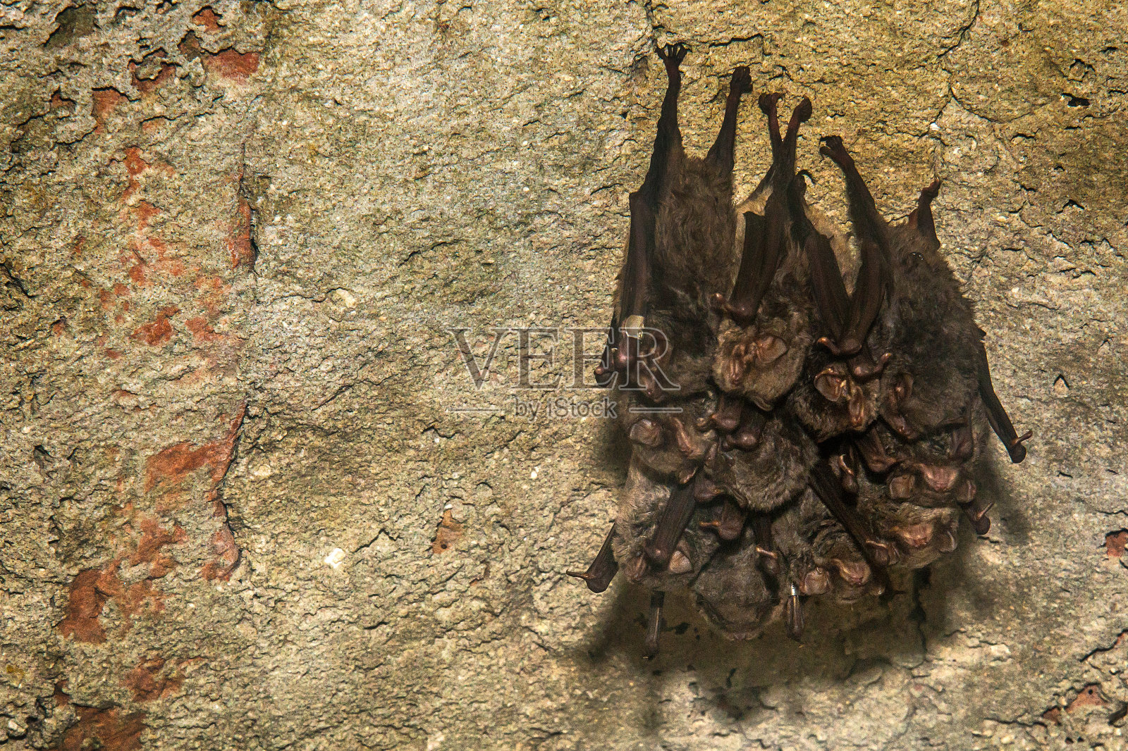 成群的蝙蝠在山洞里睡觉照片摄影图片