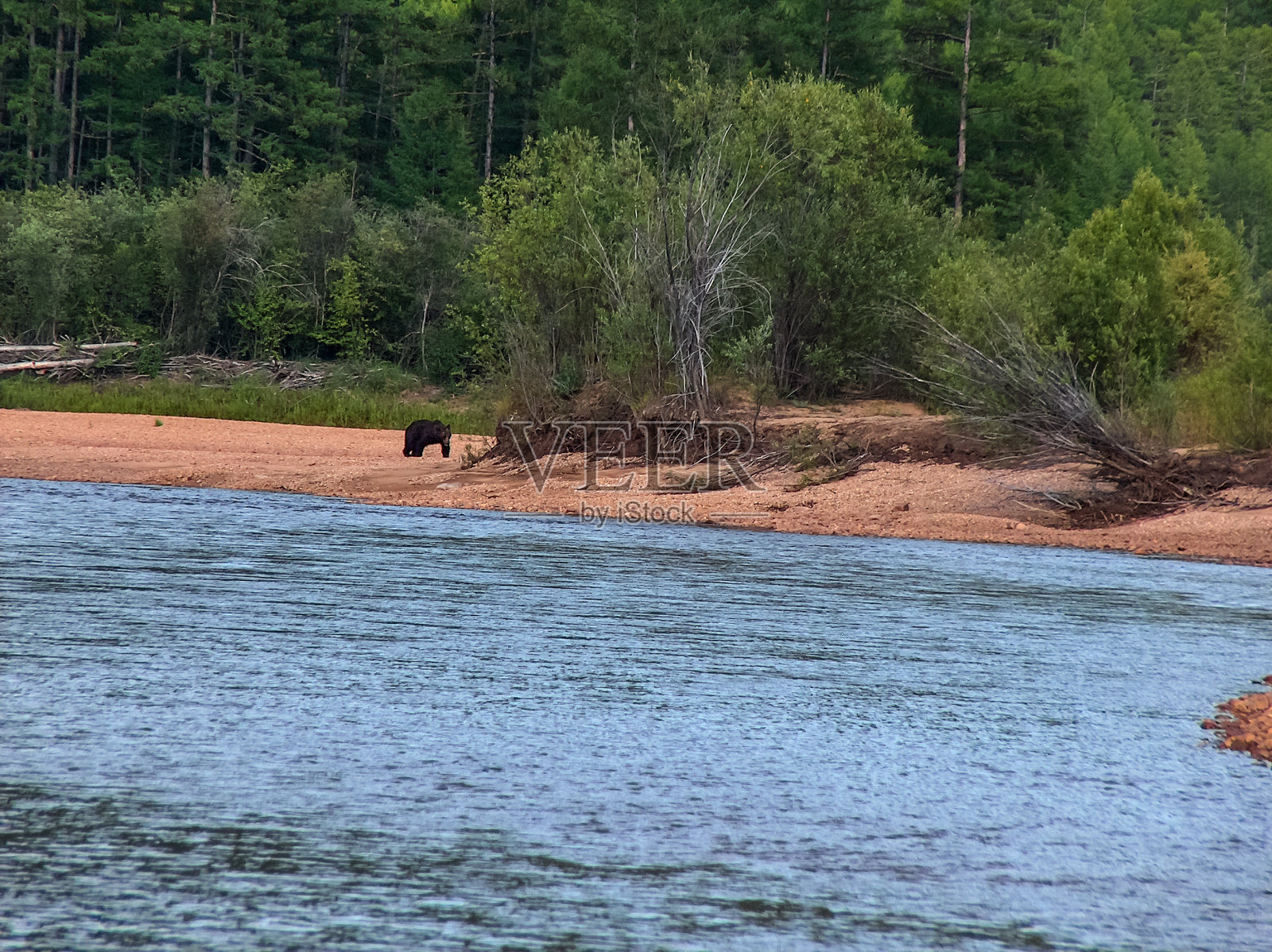 熊沿着河岸走。雅库特针叶林。照片摄影图片