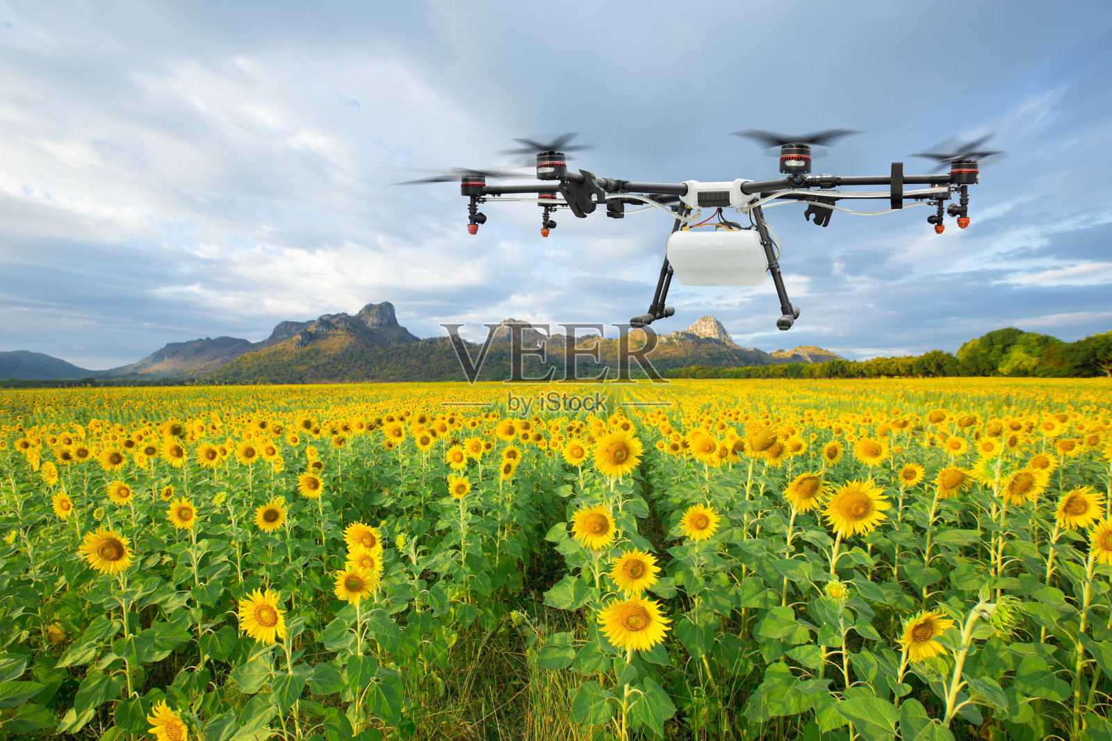 农业无人机在向日葵田飞行，智能农场概念照片摄影图片