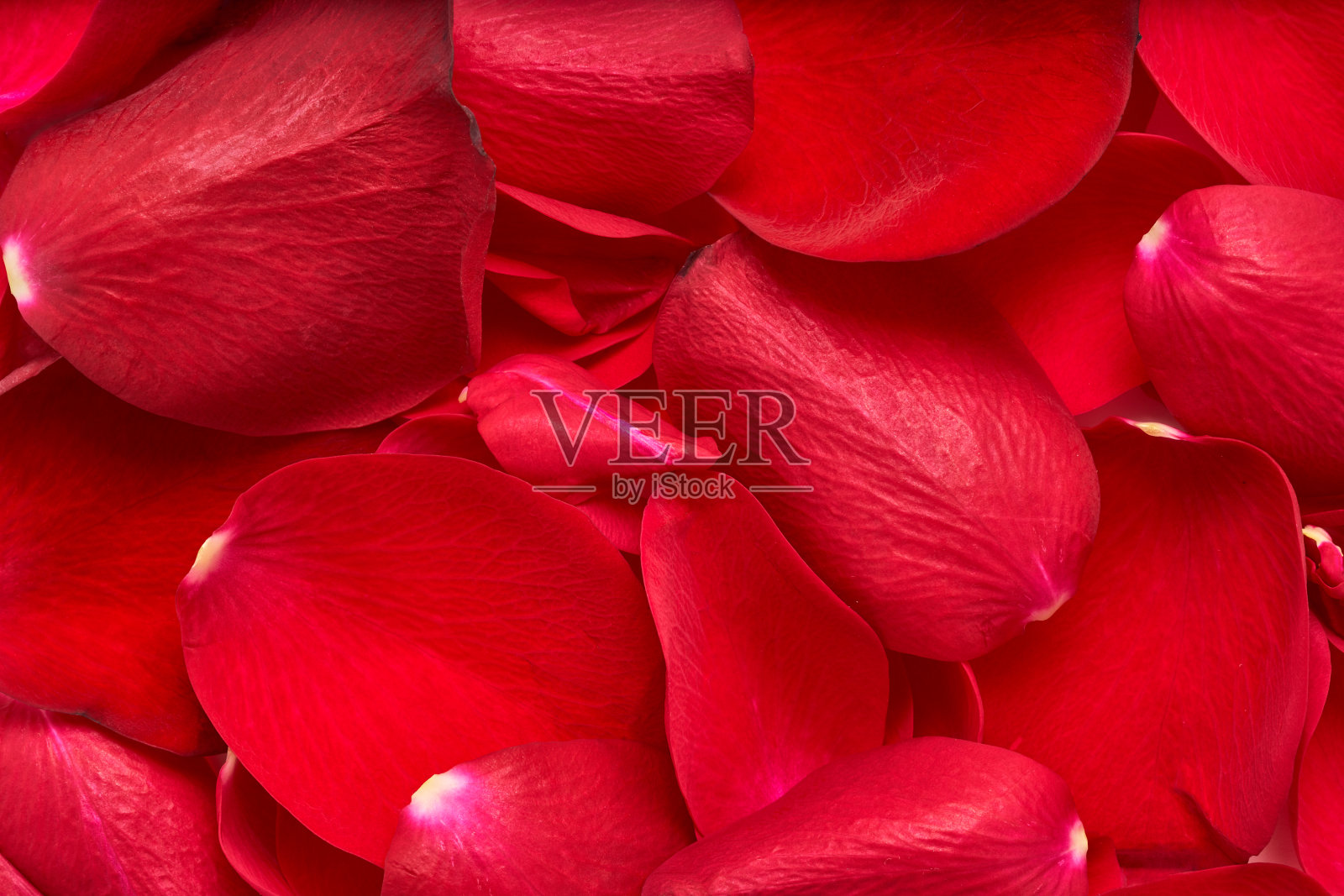 红色玫瑰花瓣背景的特写。照片摄影图片