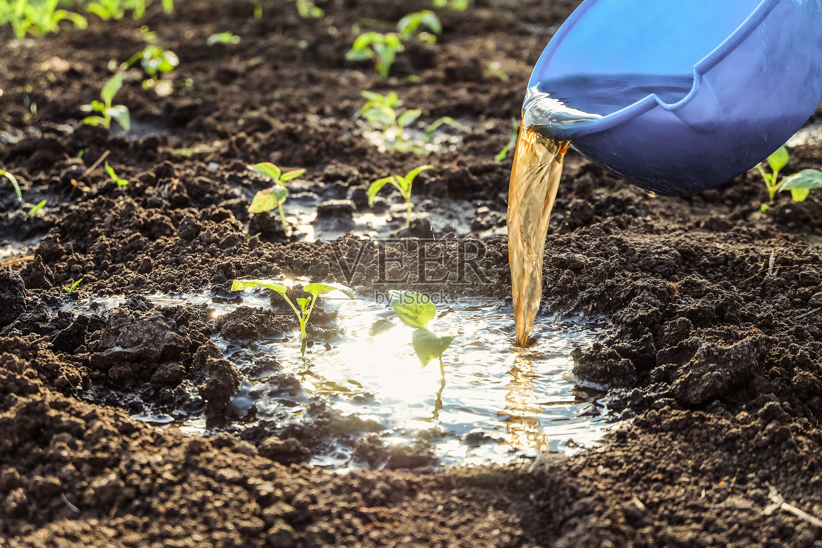 用肥料浇灌蔬菜幼苗。辣椒苗在空地上。土壤施肥。照片摄影图片