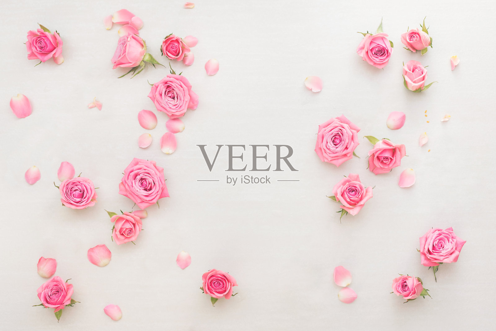 粉红色的玫瑰花蕾和花瓣散落在白色的背景上插画图片素材