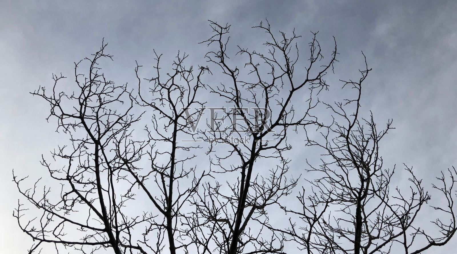 冬天的树照片摄影图片