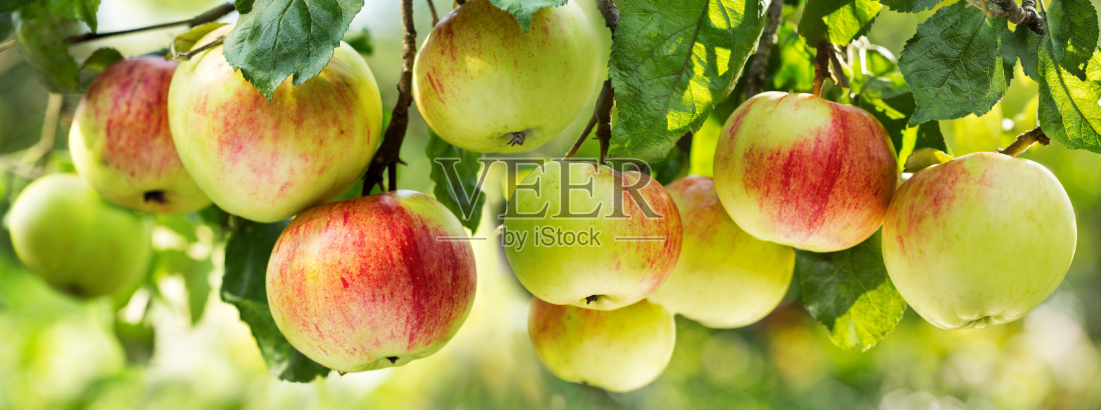 树上新鲜成熟的苹果照片摄影图片