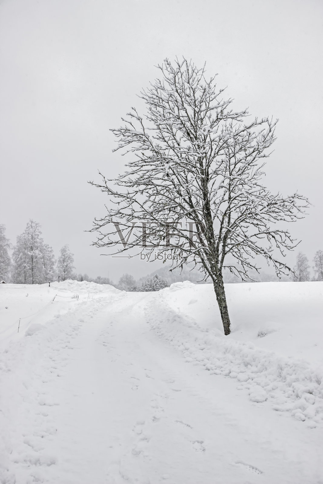 树木在空旷的田野和冬天的雪照片摄影图片