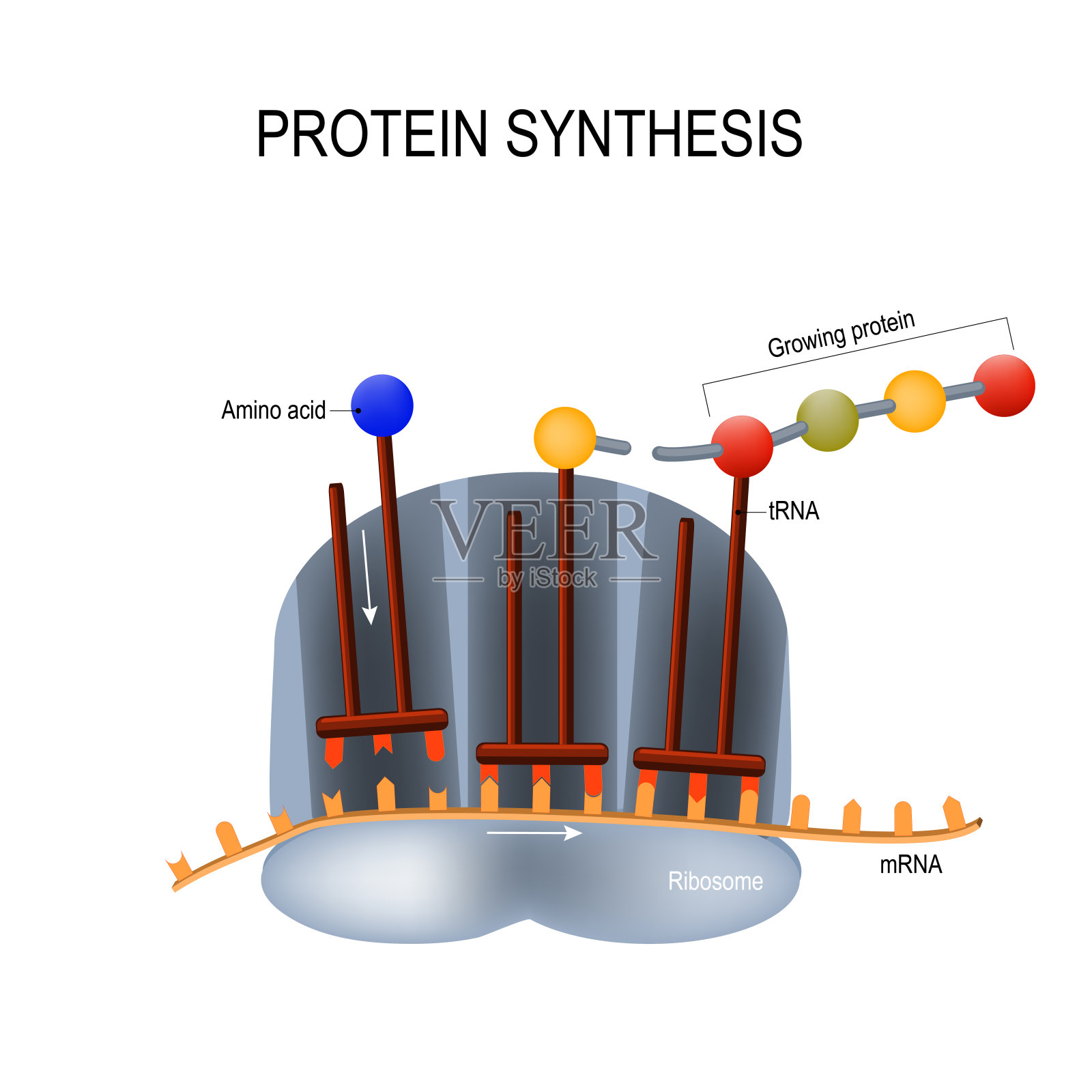 蛋白质合成。核糖体组装蛋白质分子。插画图片素材