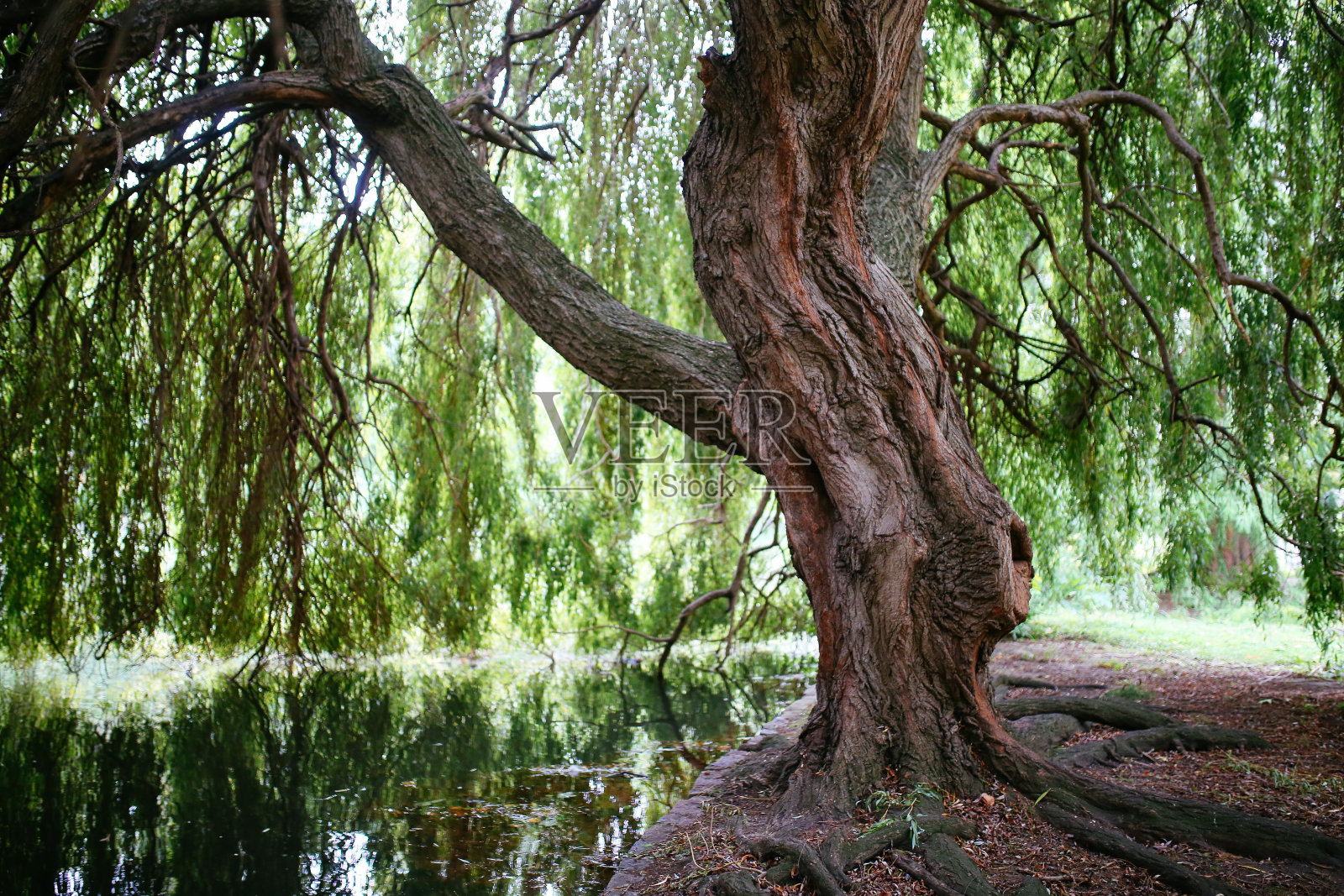 伦敦公园的柳树照片摄影图片