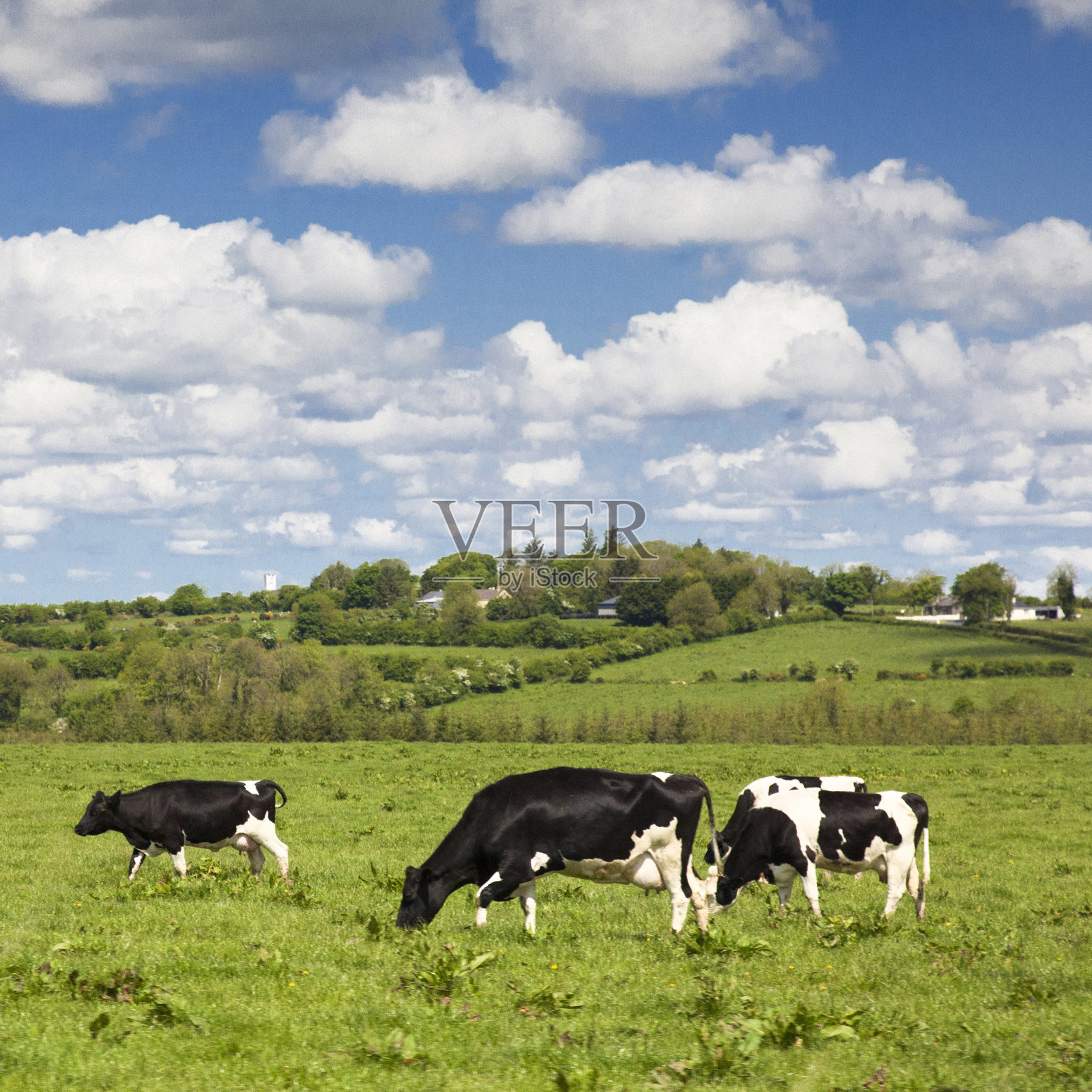 爱尔兰农村的牛照片摄影图片