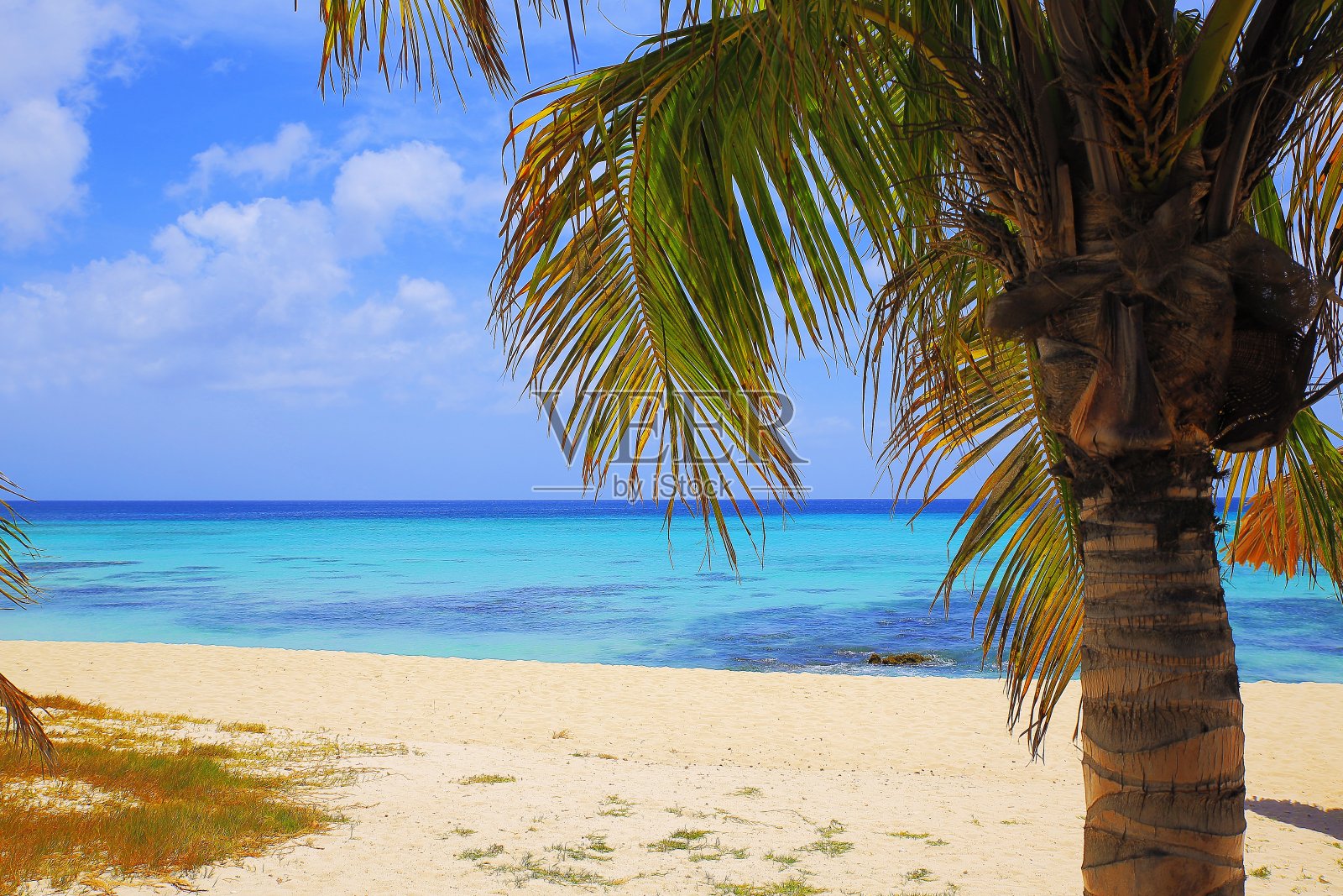 田园诗般的热带绿松石海滩与棕榈树，巴巴多斯-阳光蓝色泻湖，夏天的天堂，加勒比海蓝色的海照片摄影图片