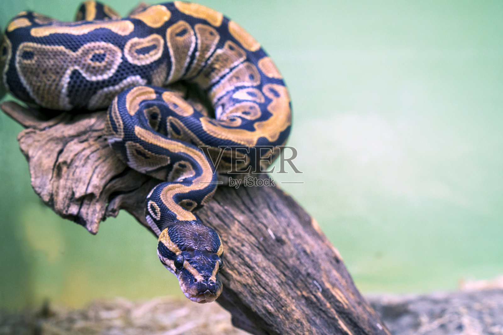 Python的蛇照片摄影图片