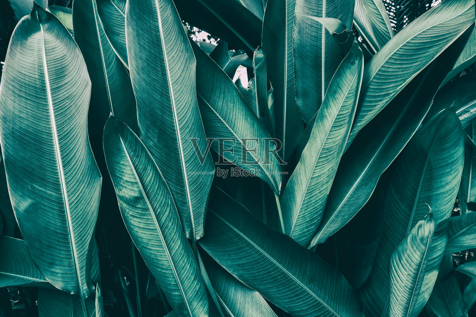 热带棕叶，深绿色调照片摄影图片