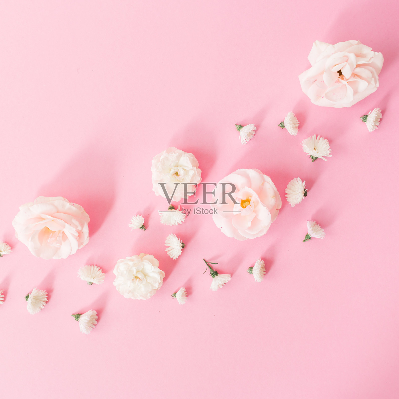 粉红色背景上的白玫瑰插花。平躺，俯视图。春天柔和的背景。插画图片素材