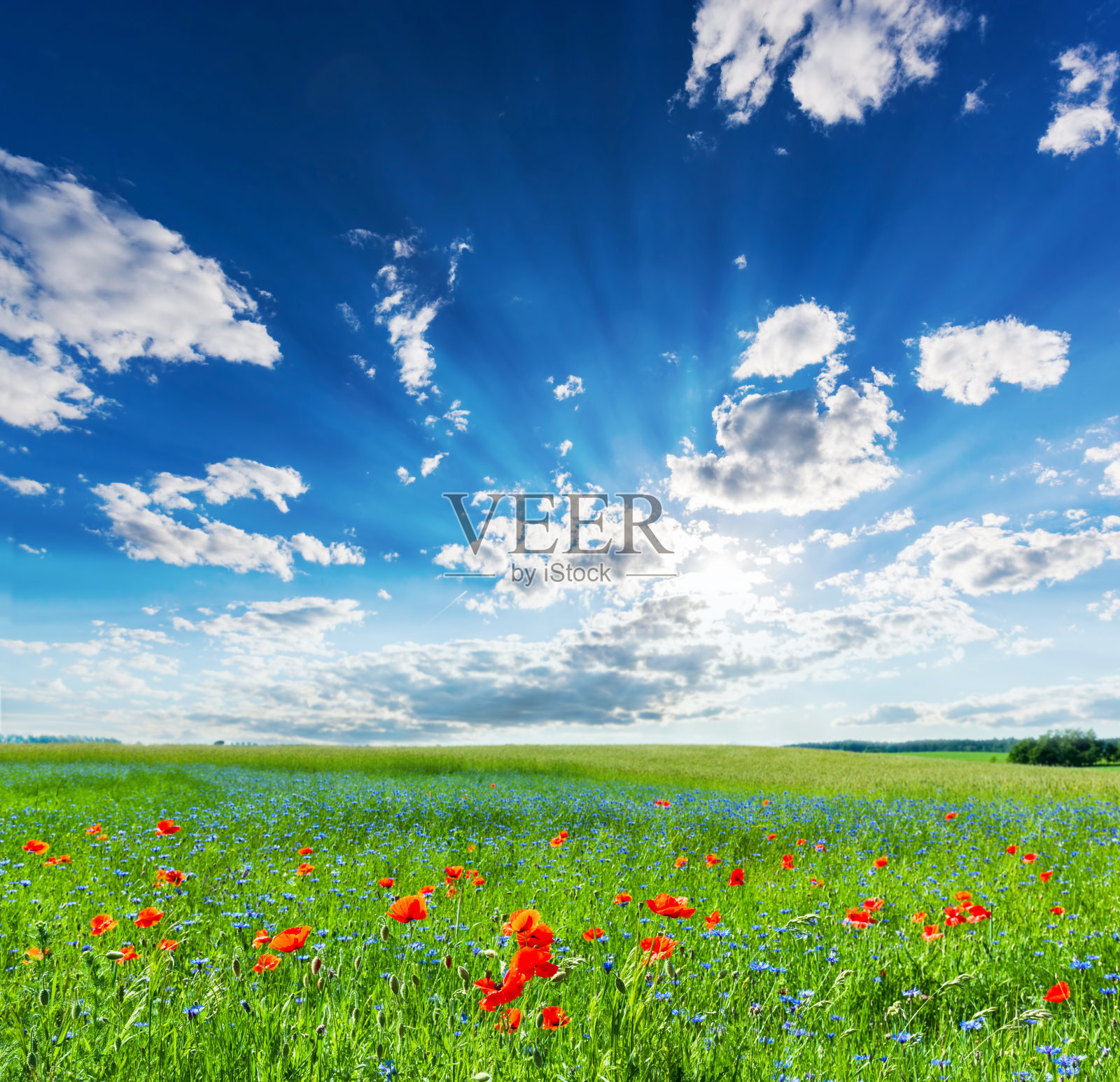 罂粟田，夏日乡村风景与蓝色阳光的天空照片摄影图片