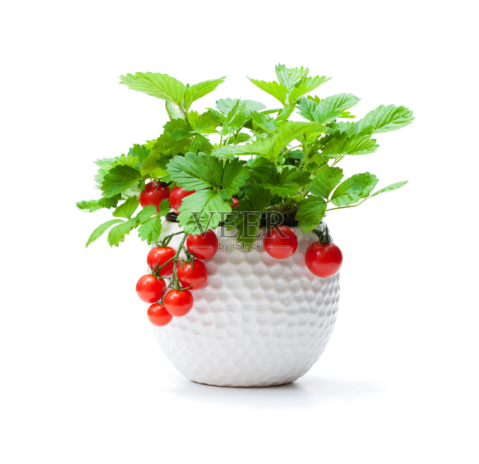 草莓植株与圣女果在小盆上隔离白色。转基因植物的概念。照片摄影图片