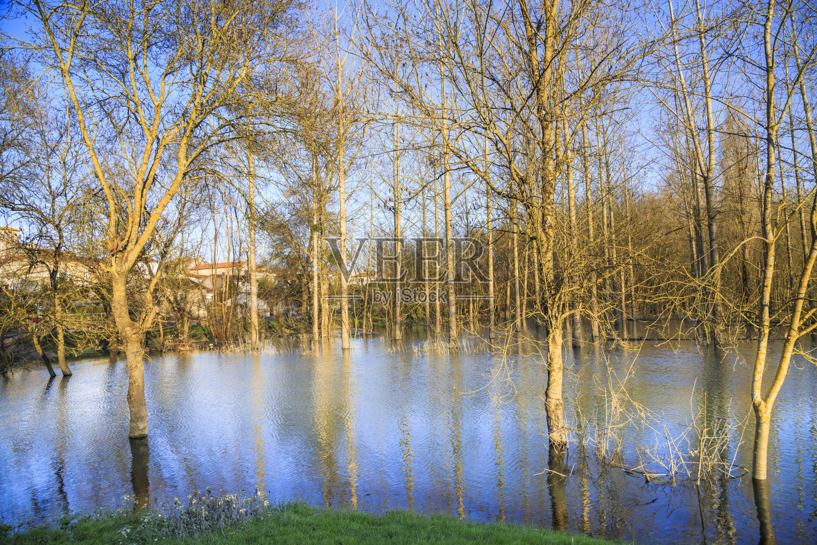 乡村景观，在上涨的水淹没树木照片摄影图片