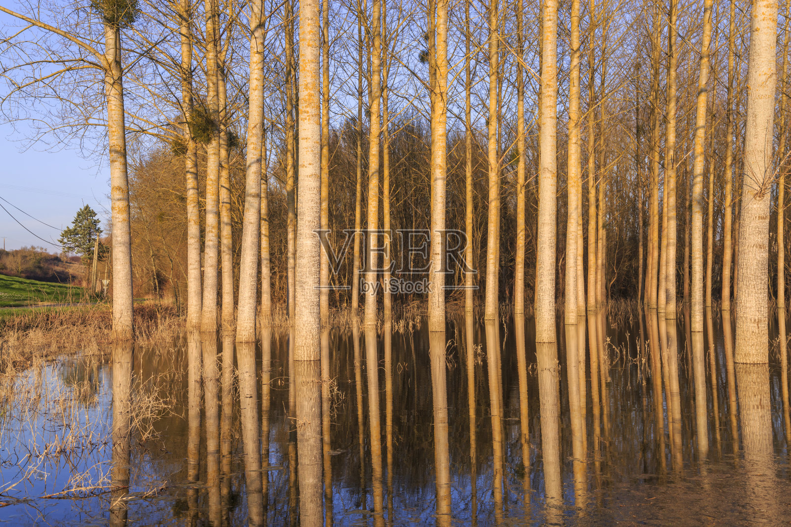 乡村景观，在上涨的水淹没树木照片摄影图片