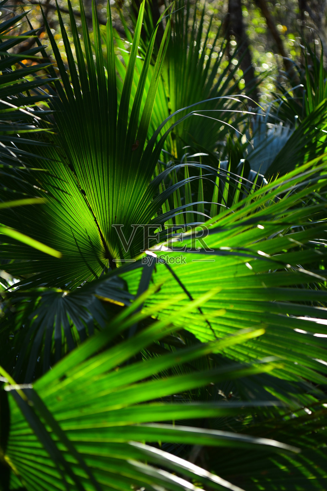 背光棕榈叶指向不同的方向与阴影区域照片摄影图片
