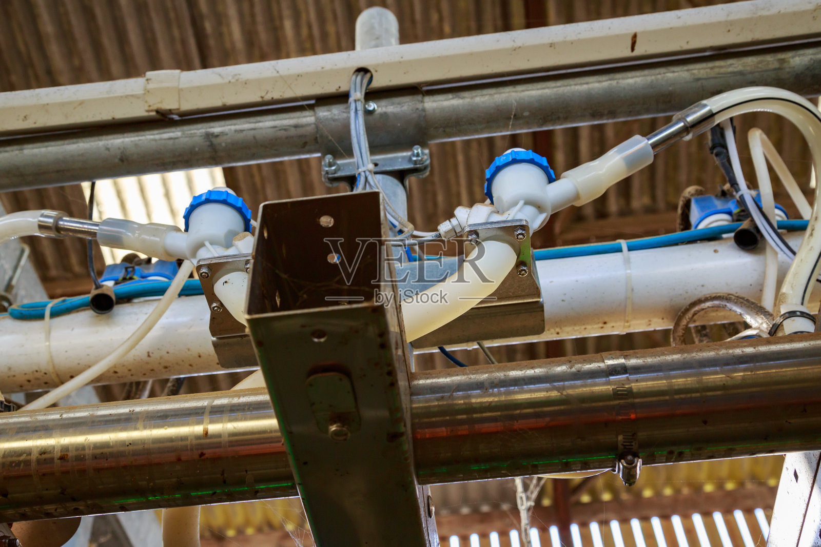 奶牛场自动挤奶机的管道照片摄影图片