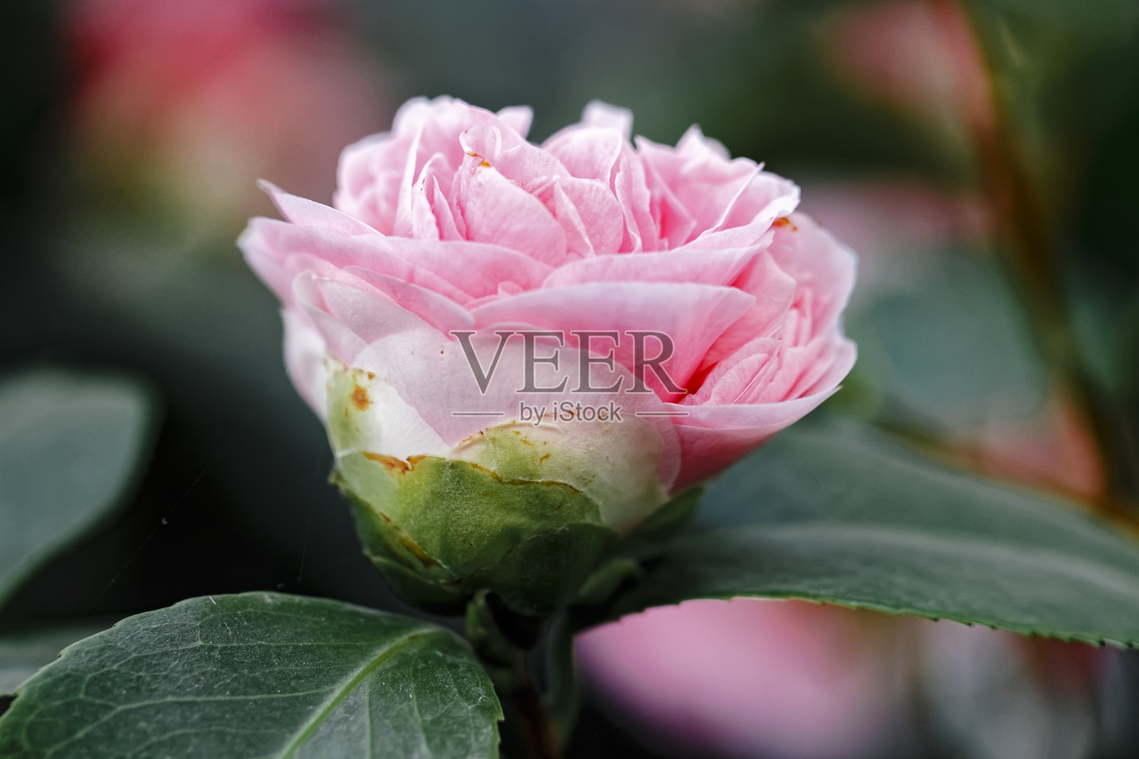 日本茶花(Camellia japonica L.)“漩涡”山茶科照片摄影图片