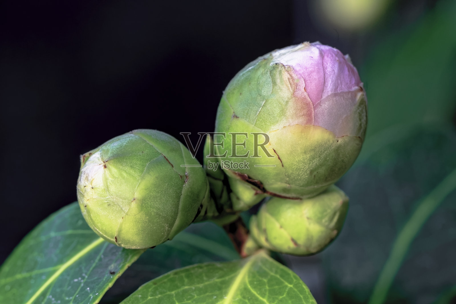 茶花(Camellia japonica L.)芭芭拉·玛丽山茶科照片摄影图片