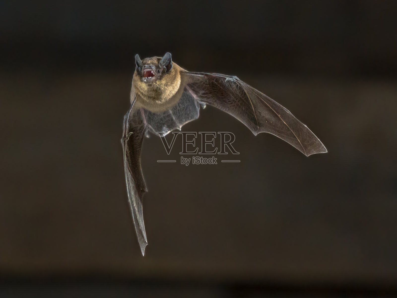 在木制阁楼上飞行的Pipistrelle蝙蝠照片摄影图片