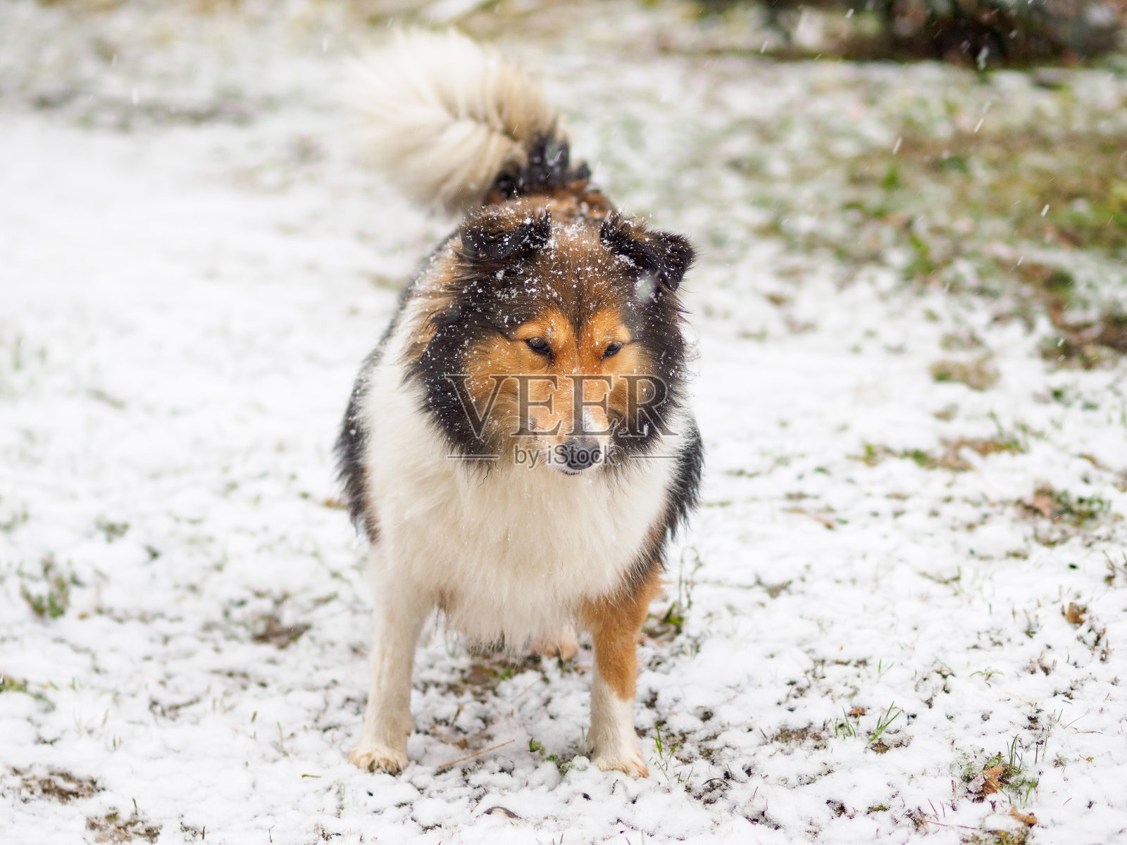 狗，设得兰牧羊犬，柯利牧羊犬，站在冬天的雪地上，覆盖着白雪。照片摄影图片
