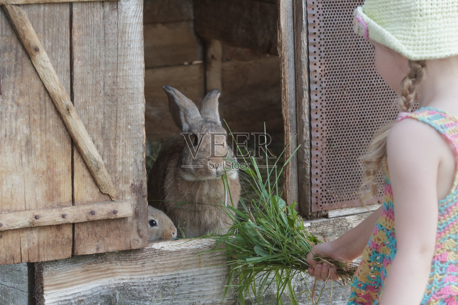 小女孩和家兔站在农舍前照片摄影图片
