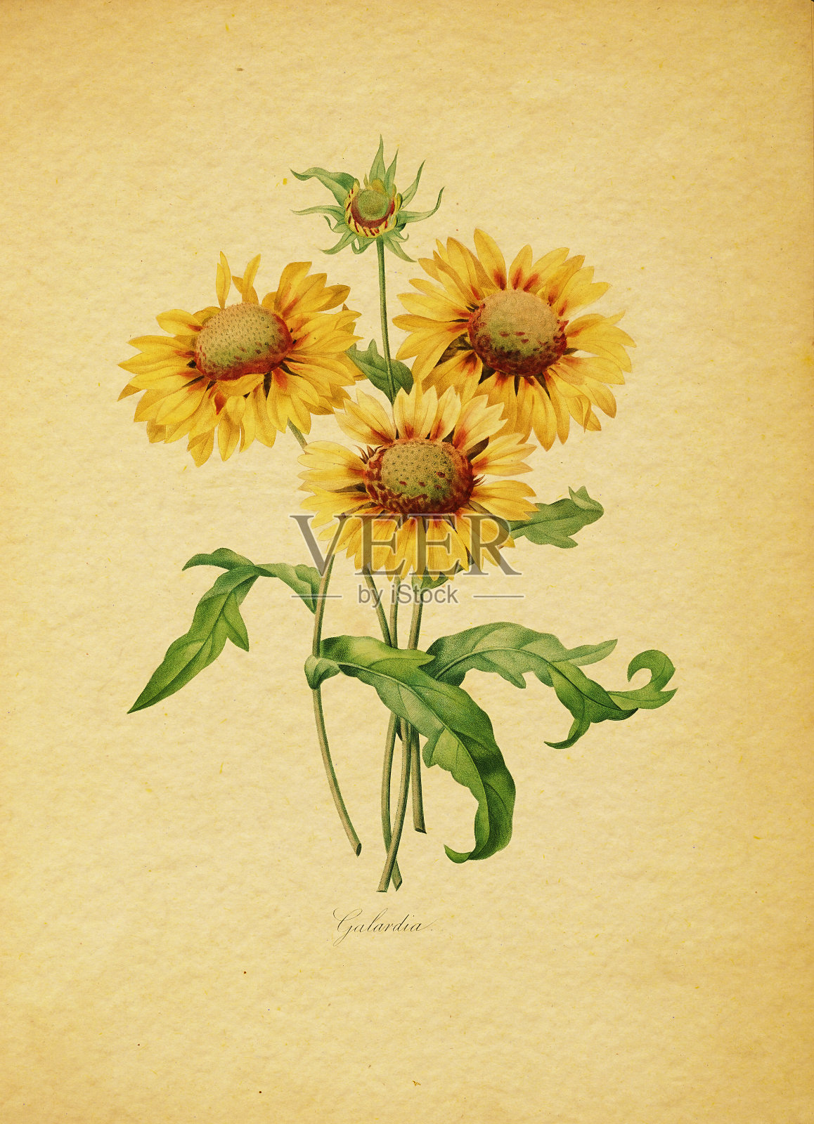 Gaillardia |古董花卉插图插画图片素材