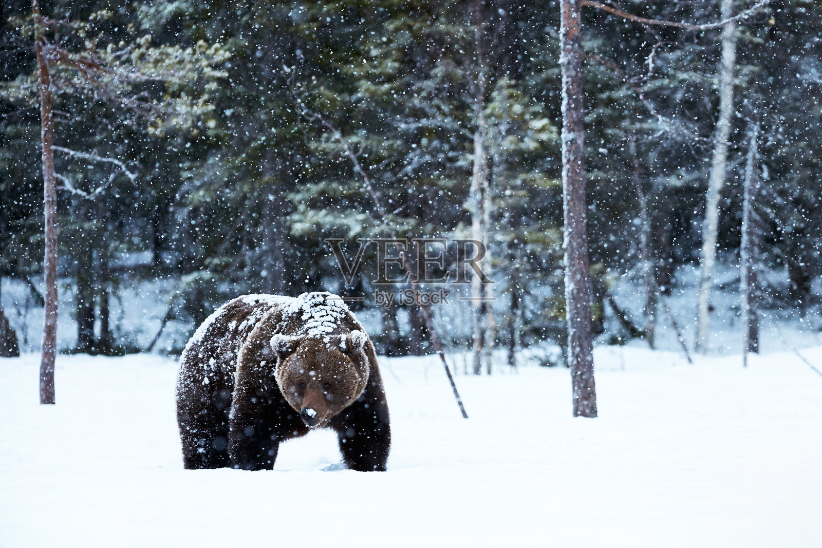棕熊在雪地里行走照片摄影图片