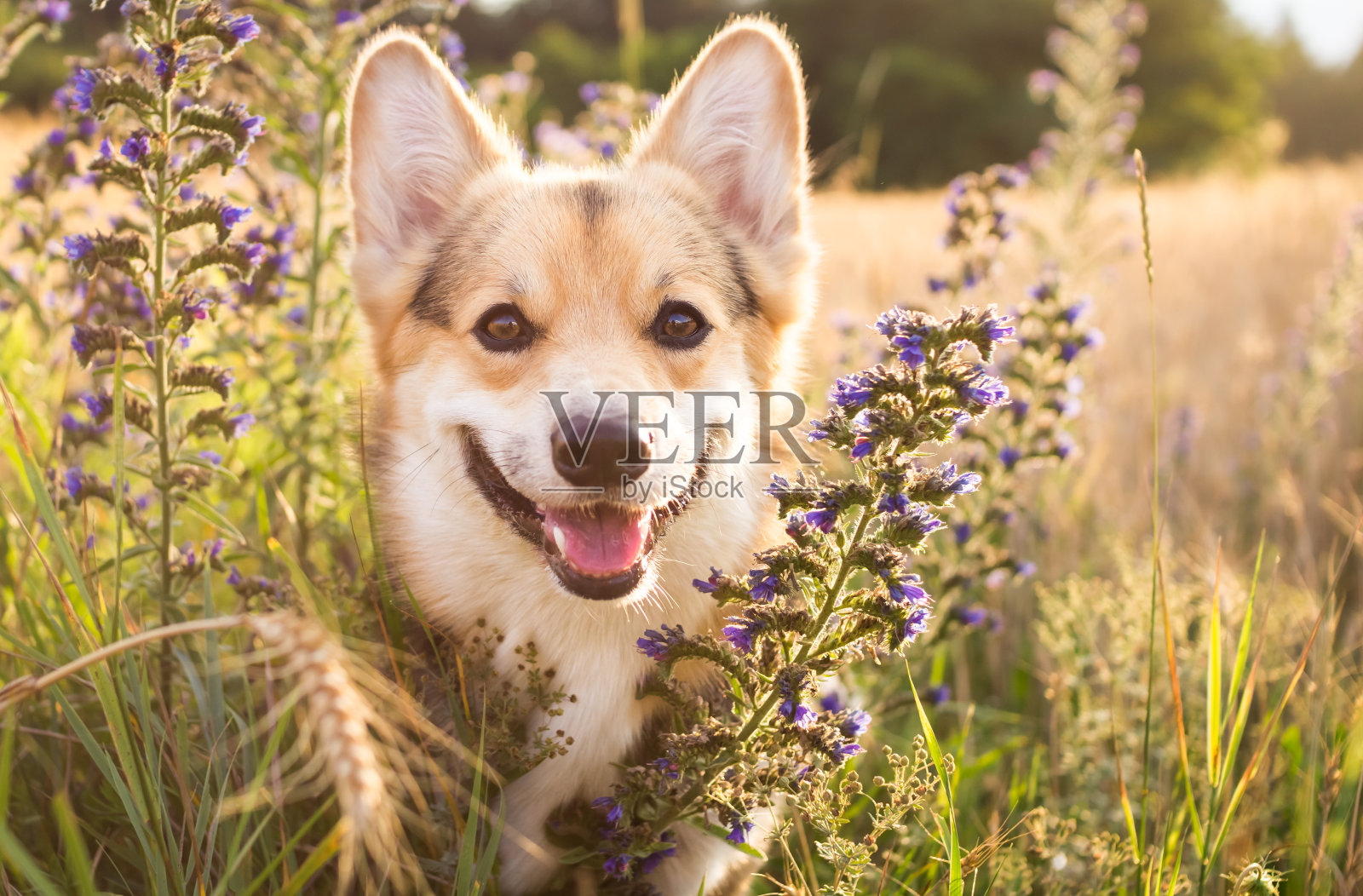 快乐和活跃的纯种威尔士柯基狗户外的鲜花在一个阳光明媚的夏天。照片摄影图片