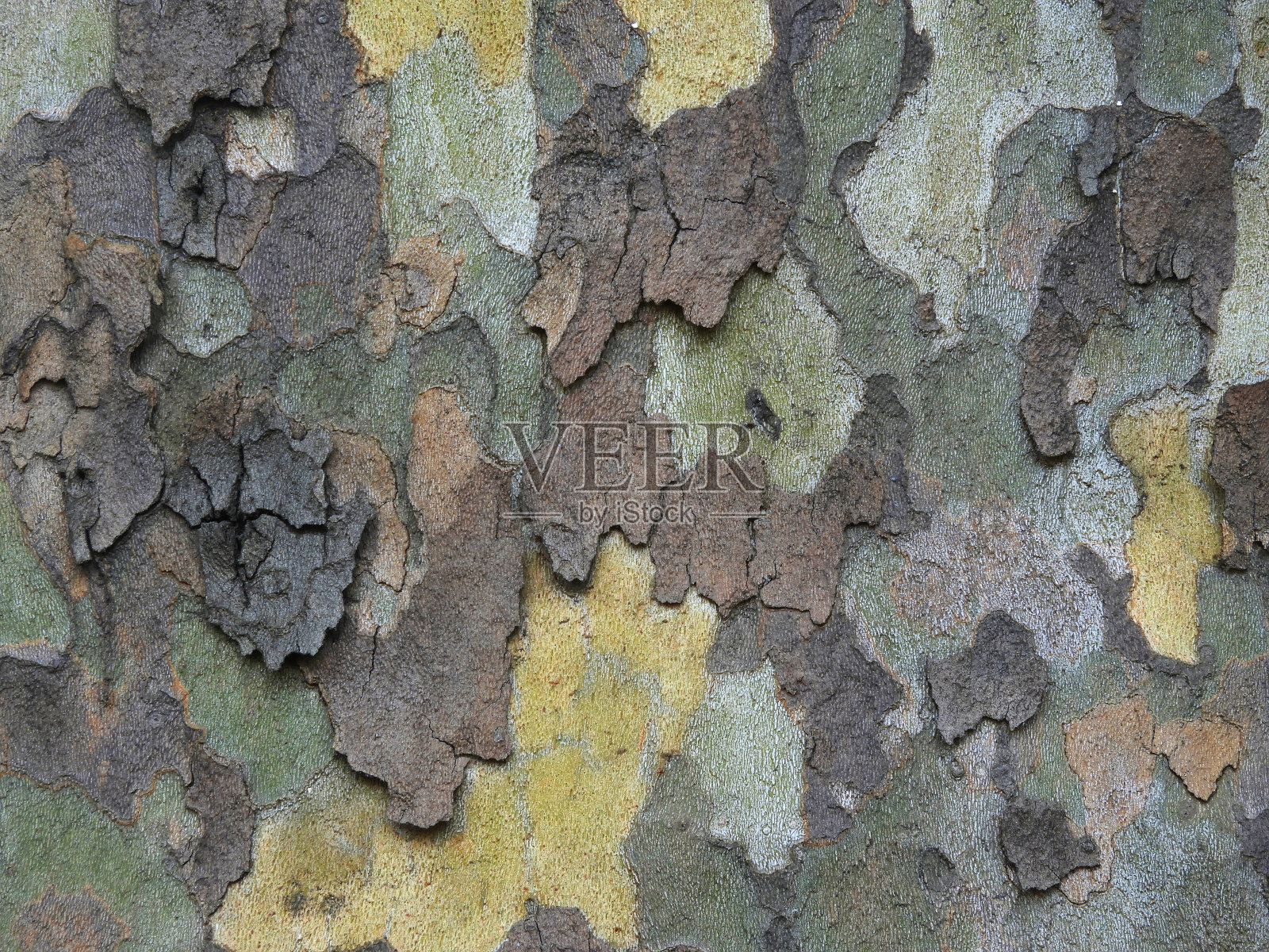 天然伪装图案:梧桐树皮照片摄影图片