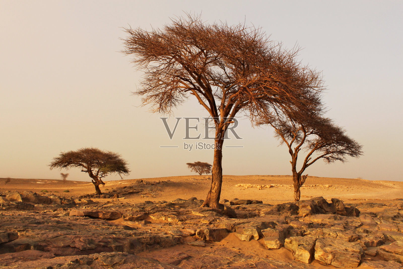 摩洛哥沙漠中的枯树。照片摄影图片