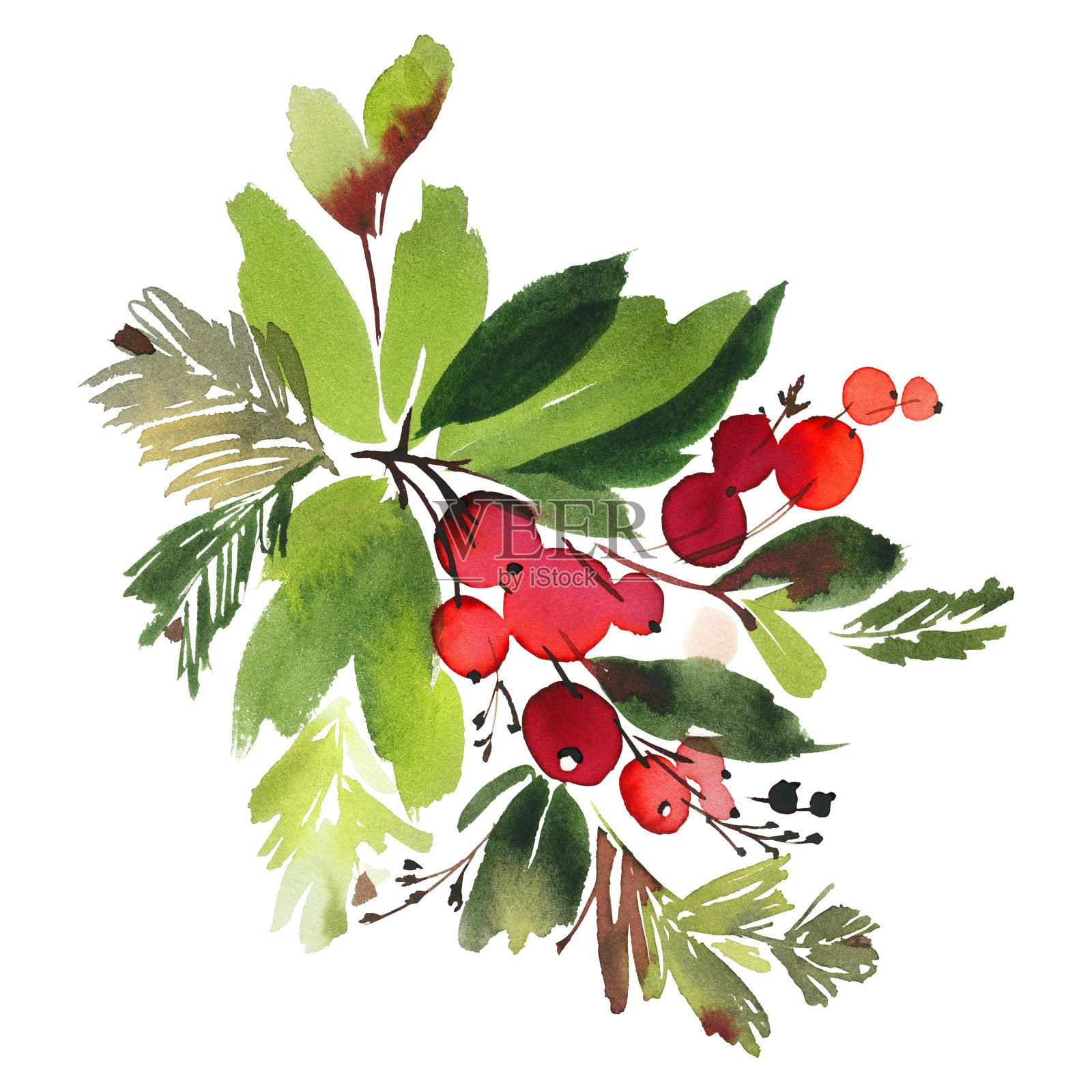 圣诞水彩画卡云杉和浆果插画图片素材
