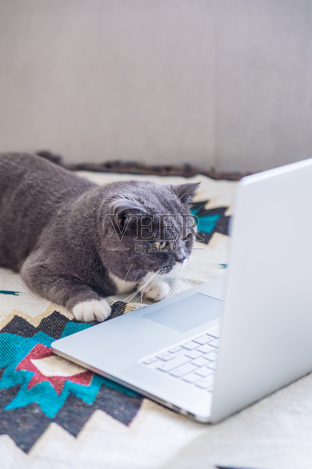 灰色的英国短毛猫在使用电脑照片摄影图片