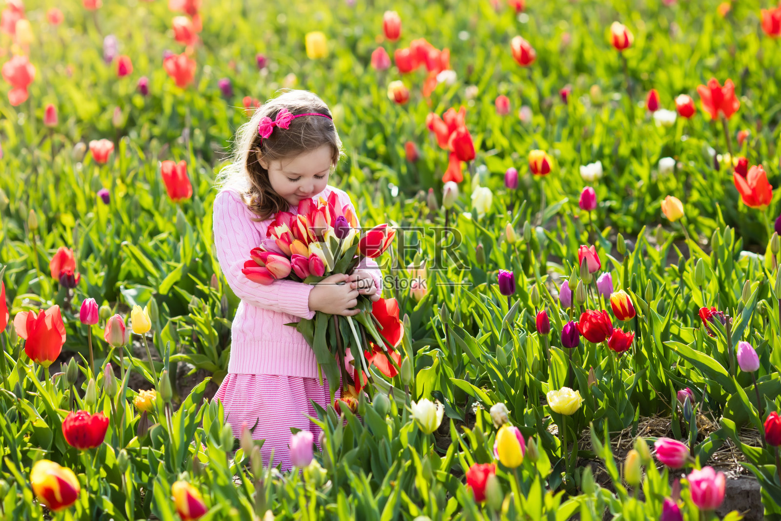 小女孩在郁金香花园里照片摄影图片