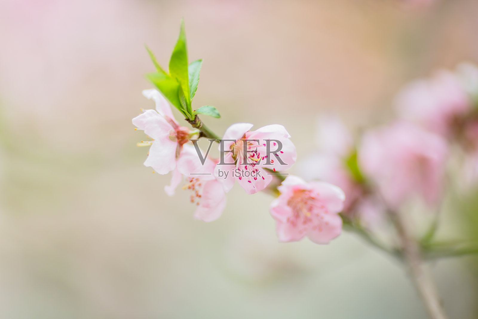 粉红色的樱花照片摄影图片