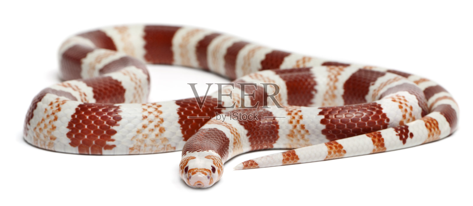 白化病橘红色洪都拉斯乳蛇，三角洪都拉斯Lampropeltis三角洪都拉斯，在白色背景照片摄影图片