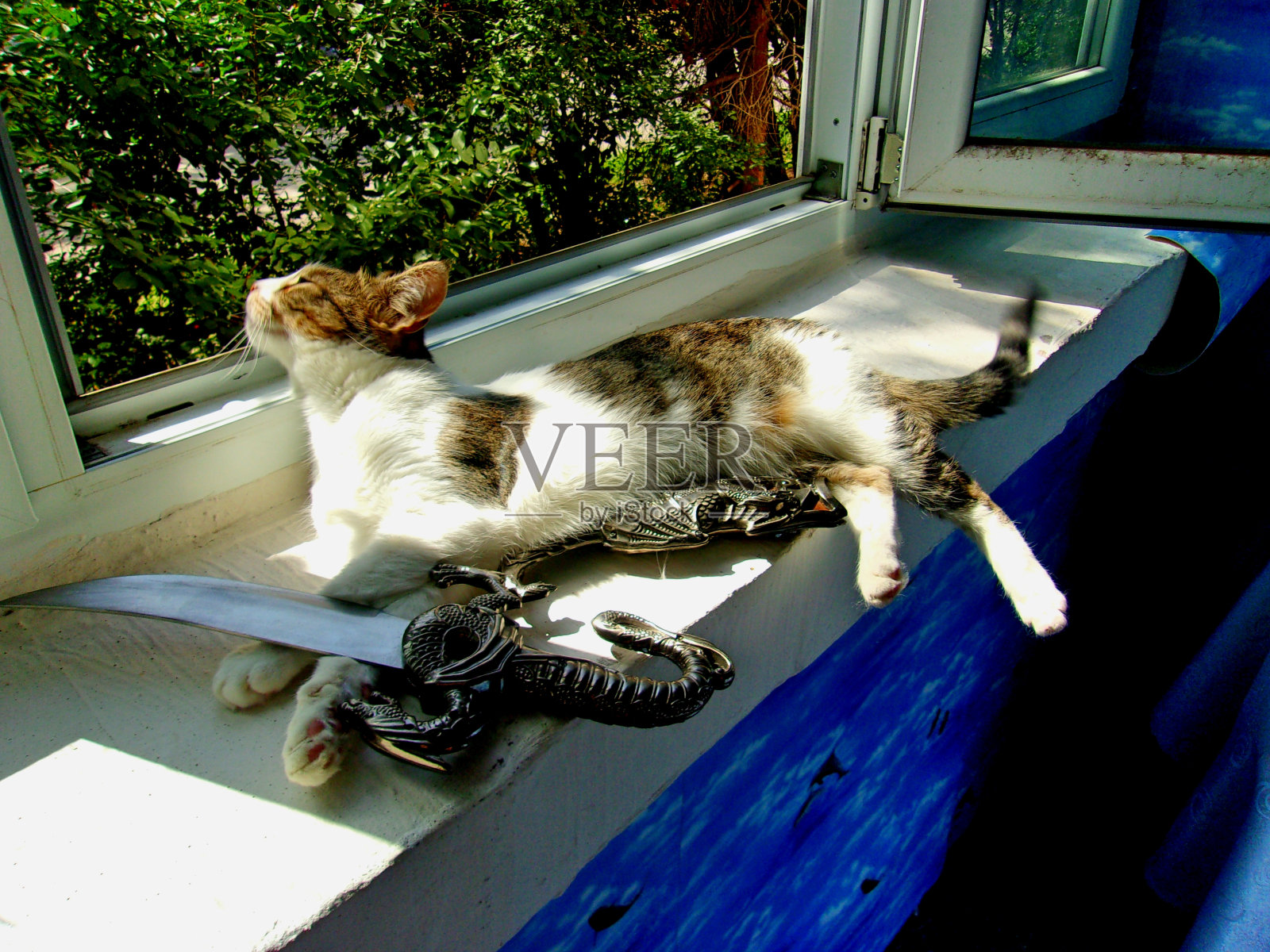 忍者猫与中国仪式龙匕首的合影照片摄影图片