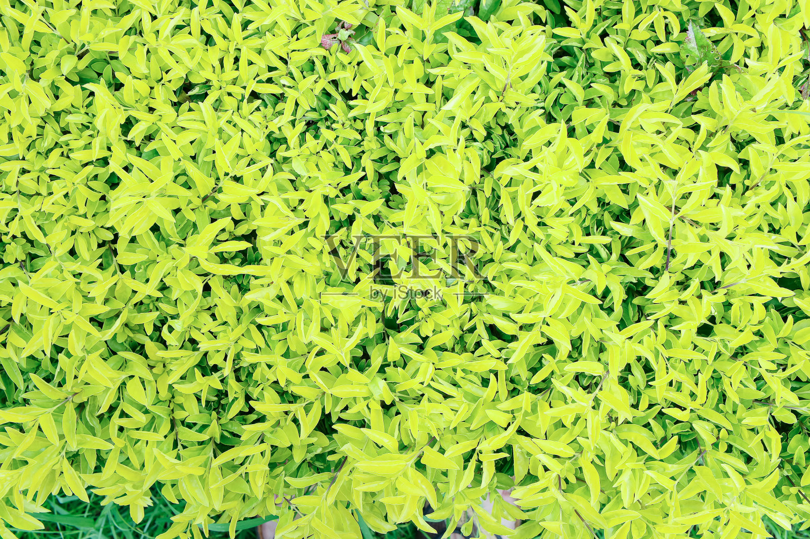 纹理黄绿色的小树叶自然背景在公园里照片摄影图片