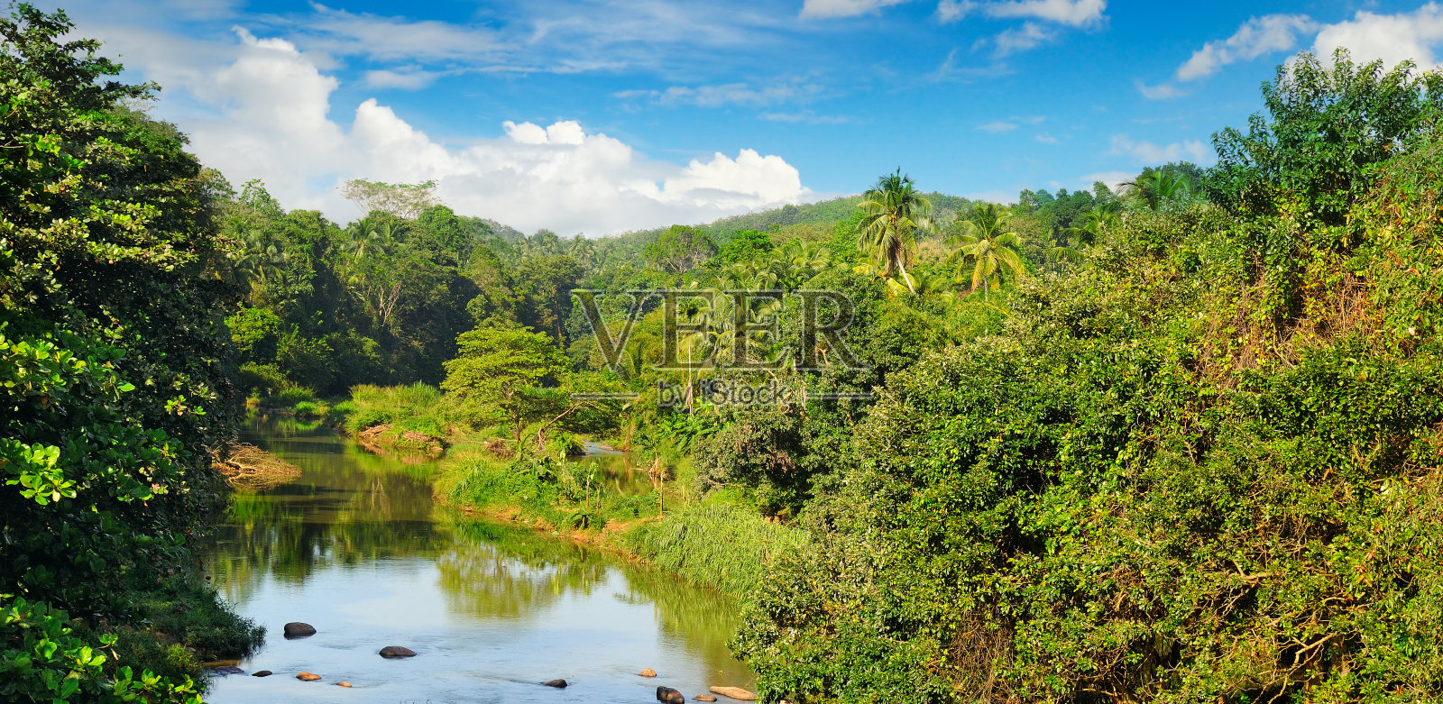 河岸边的热带森林和蔚蓝多云的天空照片摄影图片