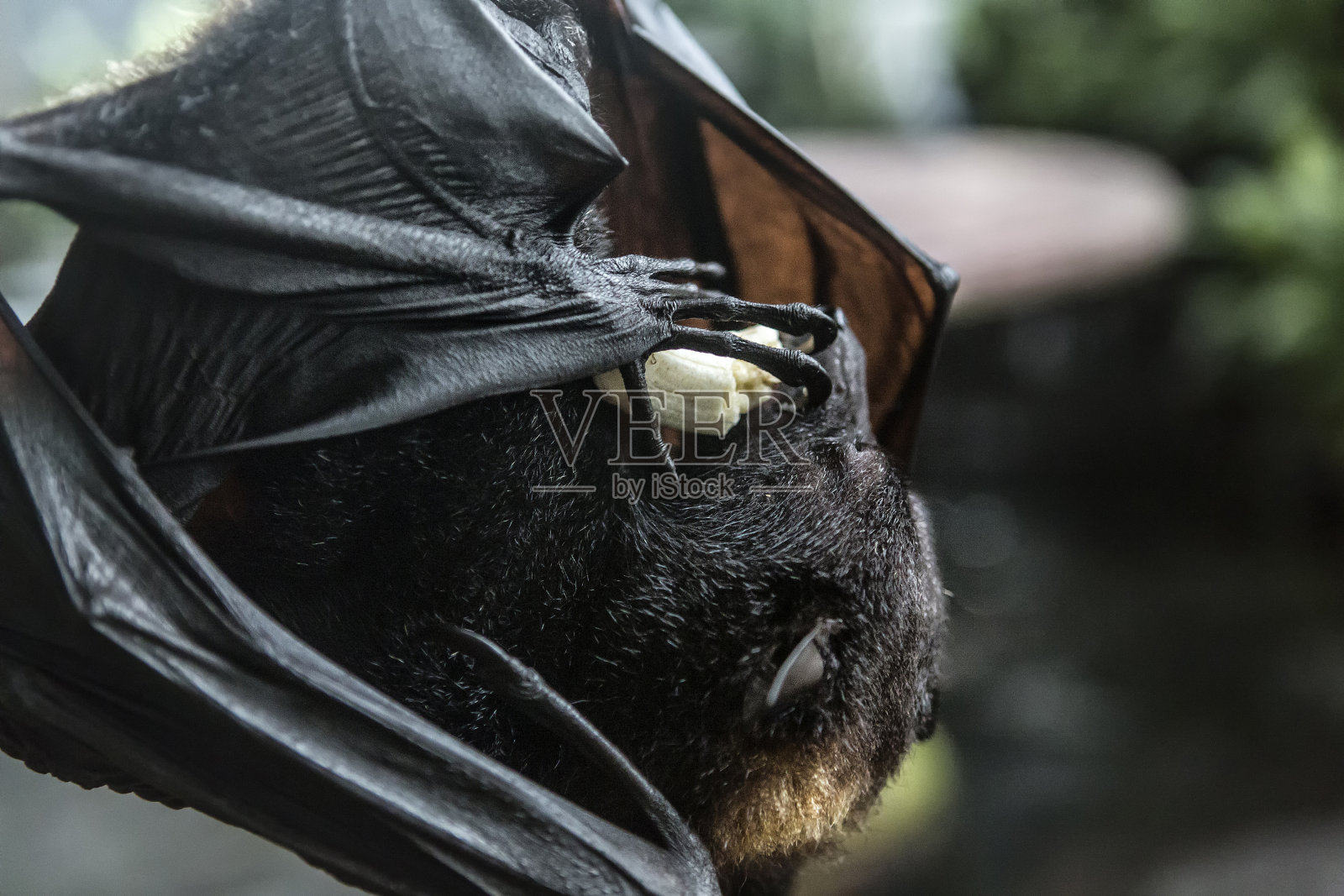 家养蝙蝠在市场上吃水果。球棒是用来吸引顾客去那个摊位的。Tanah Lot，巴厘岛，印度尼西亚照片摄影图片