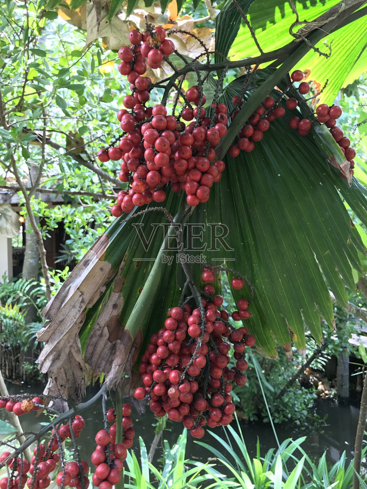 利瓜拉或棕榈的果实。照片摄影图片