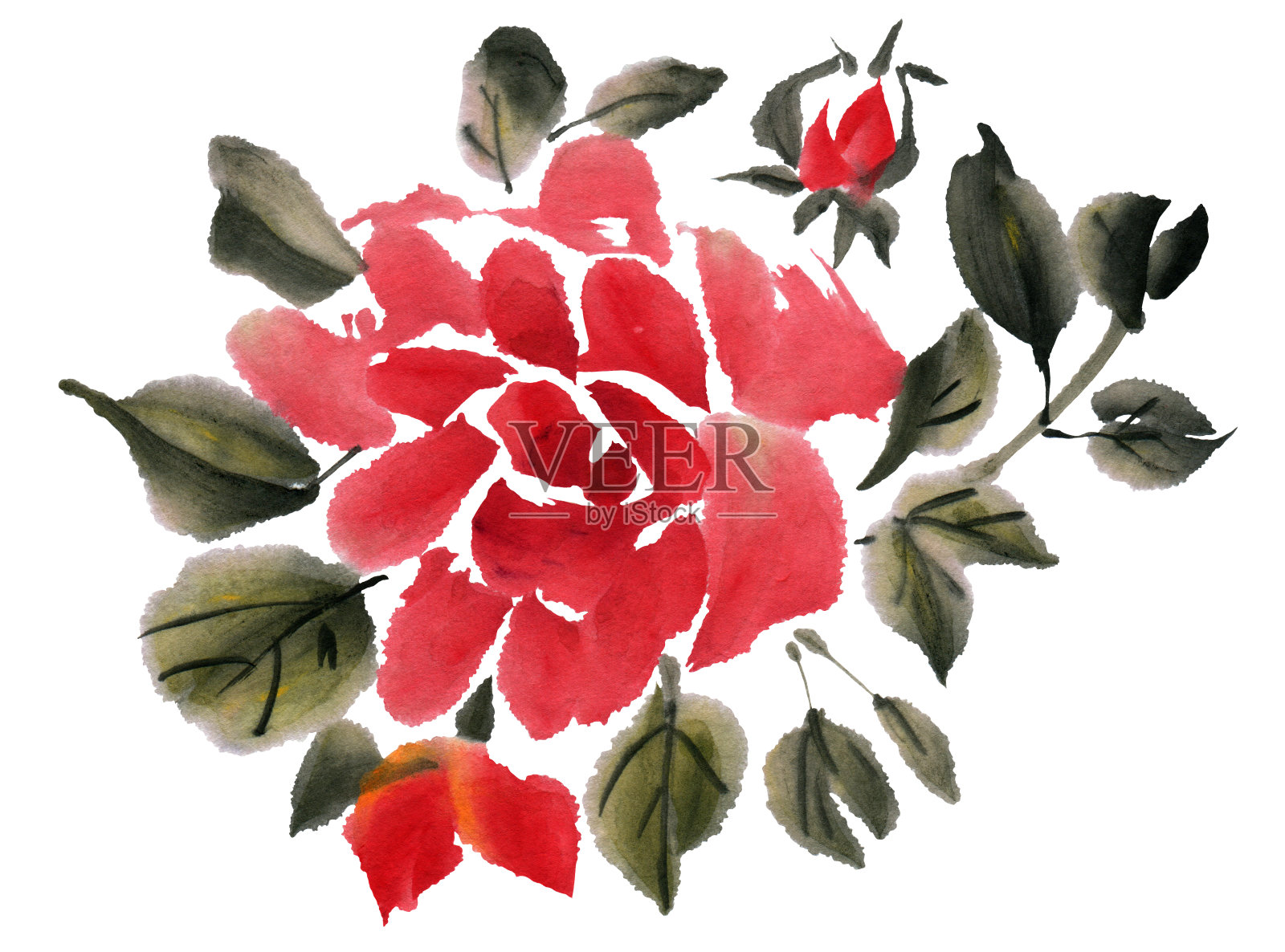 水彩的玫瑰插画图片素材