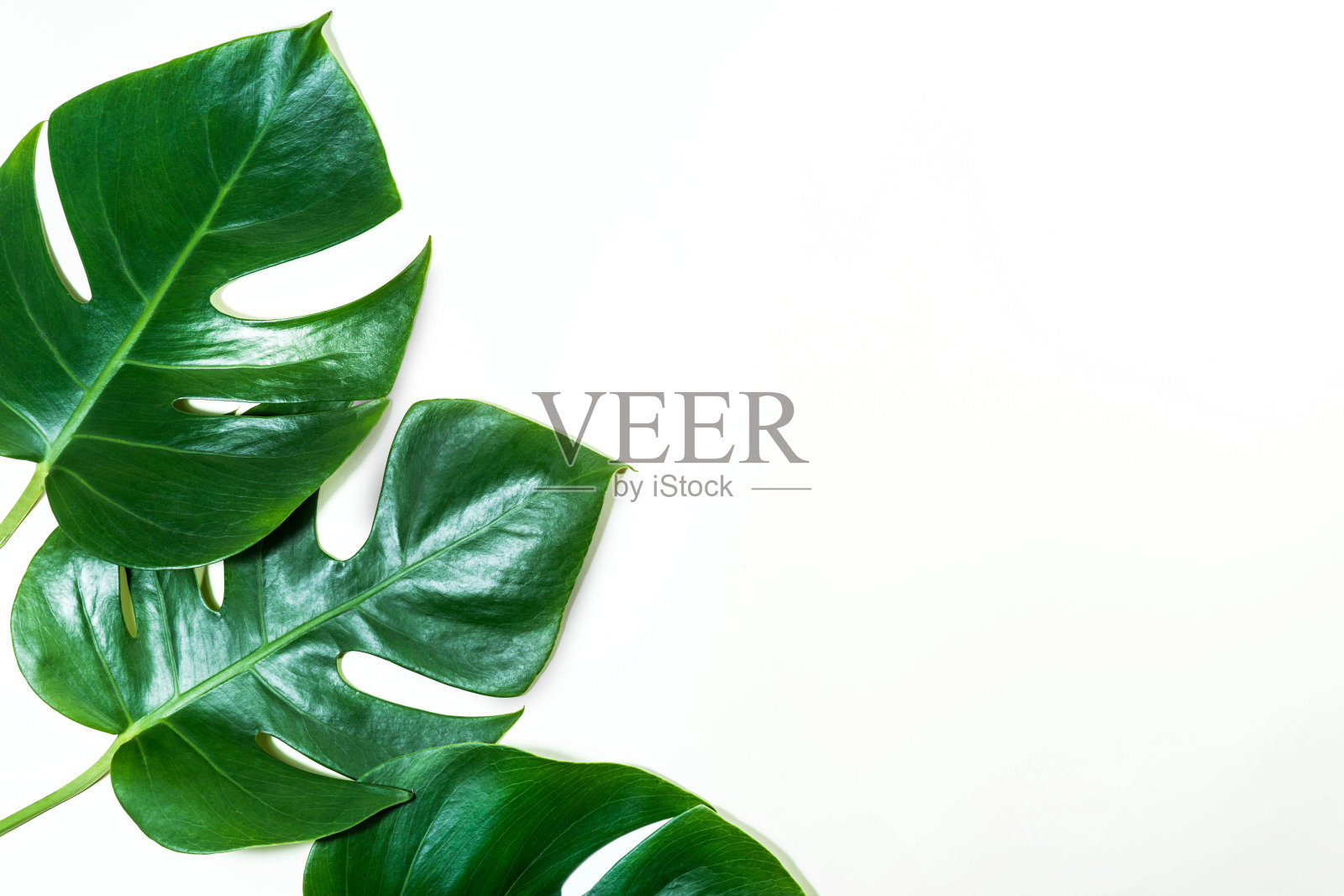 白色背景上的热带树叶。丛林叶。植物的概念。花卉设计,绿色的树叶照片摄影图片